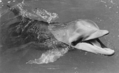 Flipper 1960s